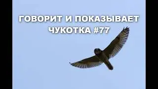 Говорит и показывает Чукотка #77