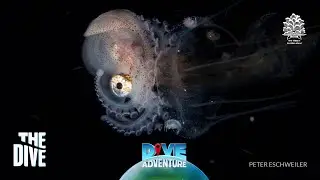 Romblon Black Water Diving #TheDivePH