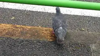 BeansBird