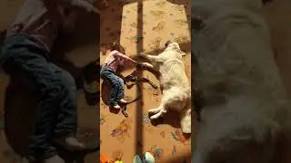 real therapy dog