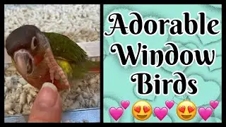 The Cutest Store Birds Ever!