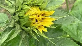 A minute in the garden