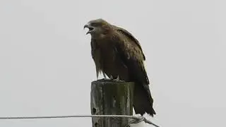 Чёрный коршун (Milvus migrans)