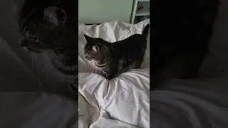 King Kenny Thinking About a Nap