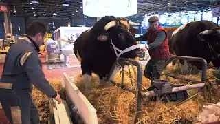 Une année aux côtés des agriculteurs français : le Salon de l'Agriculture à Paris