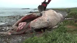 Dead Whale Spills His Guts