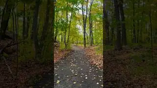 Sweater Weather #fall #autumn #quebec #quebeccity #canada #shorts #nature