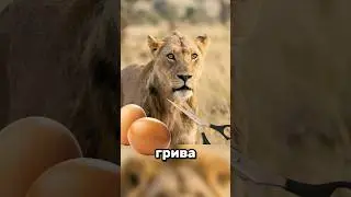 Почему львы лысеют?