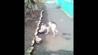 Пёсики 3