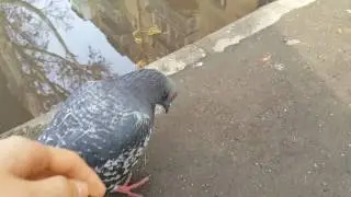 Грустный голубь