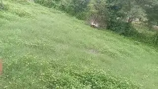 मोर का नृत्य peacock dancing | peacock sound 🦚🤠🤩