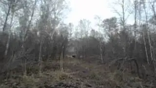 испытания западно - сибирских лаек по кабану