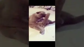 Прикол с котом | #Shorts