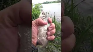 ПЛАВНИКИ ОРАНЖЕВЫЕ. ГУСТЕРА.