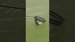 Pole Fishing For Bream Basics - Out NOW