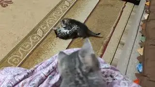 Дети Миси