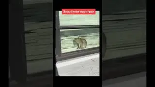 аххахахаха я ржал 1000-7 часов #юмор #shorts #майнкрафт #рекомендации