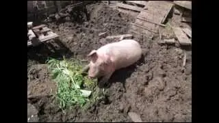 Проект 