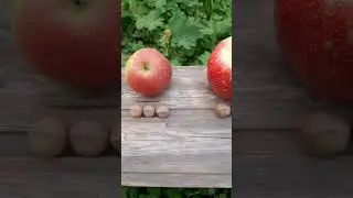 Совет садоводам 🍎🍏🌰🌰🌰 #фрукты #сад #садовод #фундук #яблоки