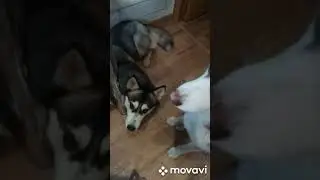Вечно голодные хаски. #shorts
