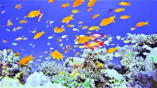 Очарование подводного мира ✨ подводный релакс ✨Получите максимум удовольствия!