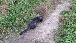 Кот завалил 🐁