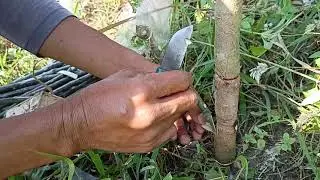 How to chage variety establish mango tree+tutorial and tips & technique