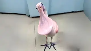 Roseate Spoonbill 🦩 The Pink Bird You Never Heard Of!