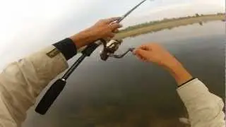 Ловля окуня на Ахтубе. Отводной поводок.