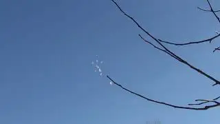 посадка Будапештских высоколётных голубей 08 02 2023г