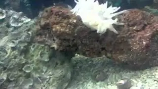 Anemone eating along with tank buddies!