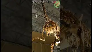 Gigantoraptor - Un jour, Un dino