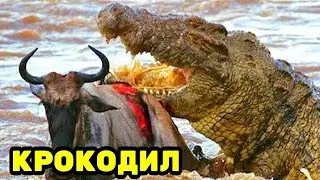 Крокодил, самая большая рептилия на земле. УКУС КРОКОДИЛА - САМЫЙ СИЛЬНЫЙ УКУС ЛЮБОГО ЖИВОТНОГО
