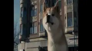 Хатико  История настоящей дружбы