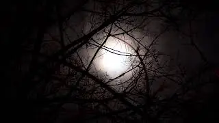 Nightstalker