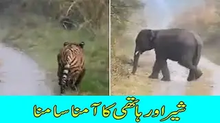 Tiger or Elephant ka Amna Samna || Tiger vs Elephant