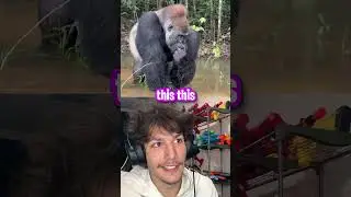 Man Gets VERY CLOSE To Gorilla! *SURREAL* 