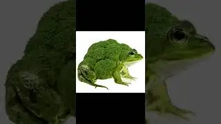 top frog fruit