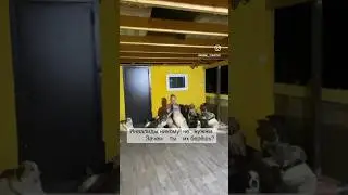 Вы тоже можете взять у мен питомца. В профиле мои данные. 