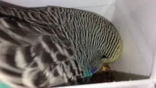 SILLY BUDGIE!