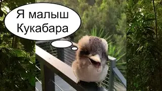 Малыш Кукабара весело разговаривает