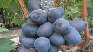 Виноград Богатырь