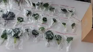 Важная информация!!! Распродажа фиалок!