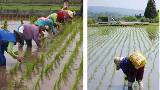DIFFERENCES IN PLANTING RICE IN INDONESIA AND JAPAN
