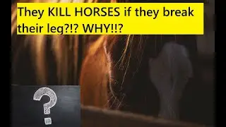 They KILL HORSES for just a broken leg?!? WHY!?!