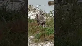 Nobody's Lonesome for Me Hank Williams Rockport Texas Eugene Great Blue Heron #countrymusic