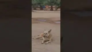 الكلب يستمع إلى الاذانMiro al perro cuando escucha los oídos, gloria a Dios