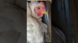 В деревне все спокойно!