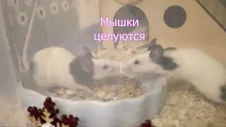 Японские мыши