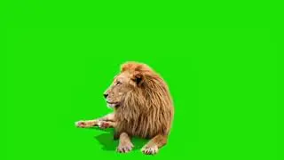 3d lion animal green screen effect for chromakey